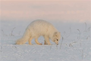 Svalbard időjárás-jelentés