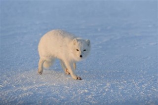 Svalbard hava tahmini