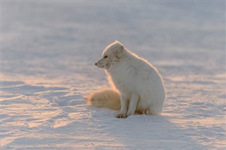 Svalbard vejrudsigt
