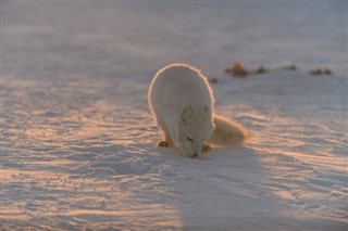 Svalbard hava tahmini