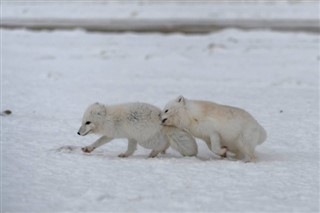 Svalbard hava tahmini