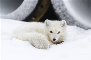 Svalbard weather forecast