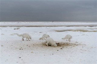 Svalbard prévisions météorologiques