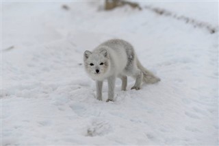 Svalbard időjárás-jelentés