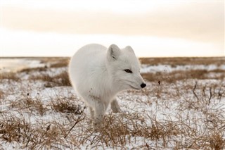 Svalbard hava tahmini
