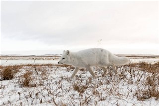 Svalbard vejrudsigt