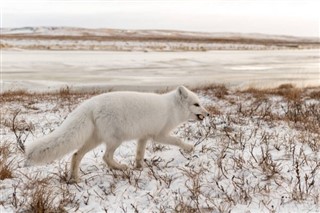 Svalbard időjárás-jelentés