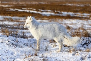 Svalbard vejrudsigt
