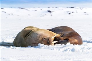 Svalbard időjárás-jelentés