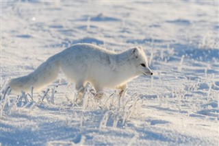 Svalbard vejrudsigt