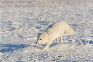 Svalbard hava tahmini