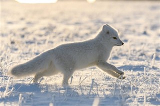 Svalbard hava tahmini