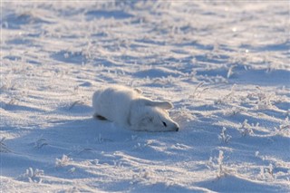 Svalbard weersvoorspelling