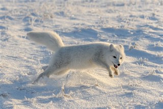 Svalbard időjárás-jelentés