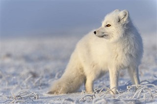 Svalbard hava tahmini