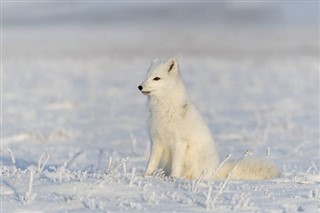 Svalbard hava tahmini