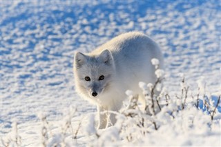 Svalbard hava tahmini