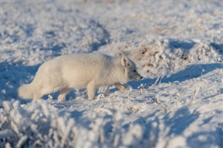 Svalbard időjárás-jelentés