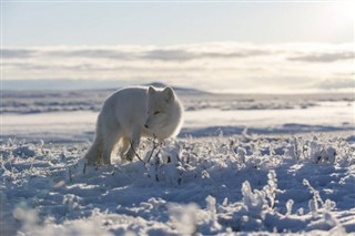 Svalbard Hava tahmini