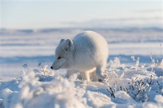 Svalbard prévisions météorologiques