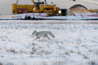 Svalbard vejrudsigt