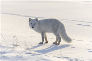 Svalbard vejrudsigt