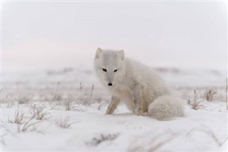 Svalbard vejrudsigt