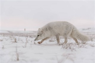 Svalbard hava tahmini