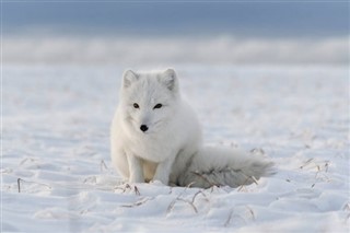 Svalbard hava tahmini