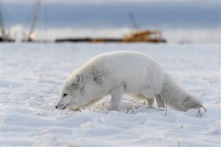 Svalbard Hava tahmini