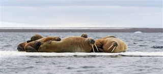 Svalbard vejrudsigt