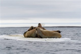 Svalbard previsioni del tempo