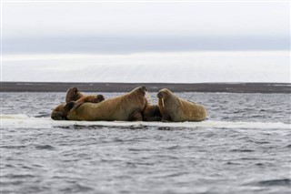 Svalbard předpověď počasí