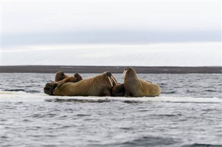 Svalbard pronóstico del tiempo
