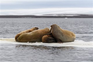 Svalbard Hava tahmini