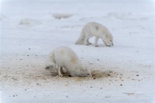 Svalbard hava tahmini