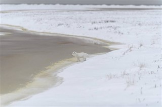 Svalbard hava tahmini