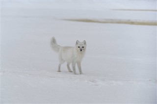 Svalbard hava tahmini