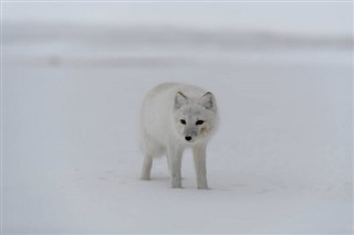 Svalbard vejrudsigt