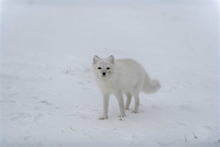 Svalbard időjárás-jelentés