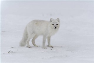 Svalbard hava tahmini