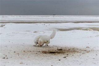 Svalbard vremenska prognoza