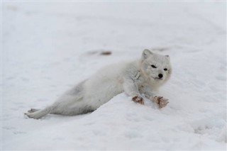 Svalbard vejrudsigt