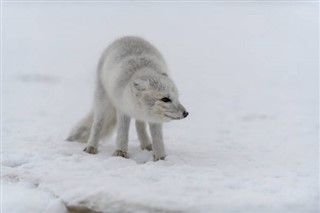 Svalbard hava tahmini