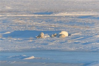 Svalbard vejrudsigt