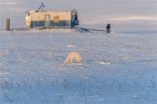 Svalbard vejrudsigt