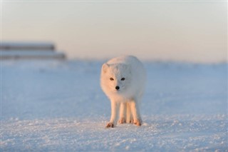 Svalbard hava tahmini