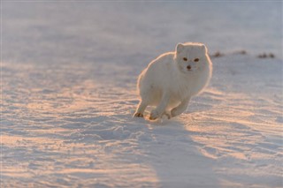 Svalbard Hava tahmini