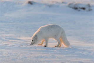 Svalbard vejrudsigt
