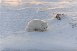 Svalbard vejrudsigt
